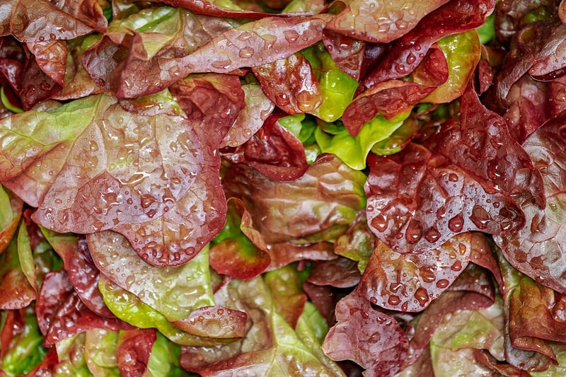 Fresh salads